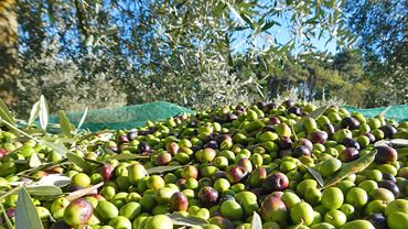 L'olio extravergine d'oliva vince la sfida del più sano