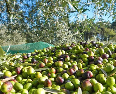 L'olio extravergine d'oliva vince la sfida del più sano